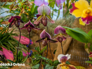 SOUTĚŽ: Metropol opět provoní orchideje. A výstavu zpestří živé exponáty