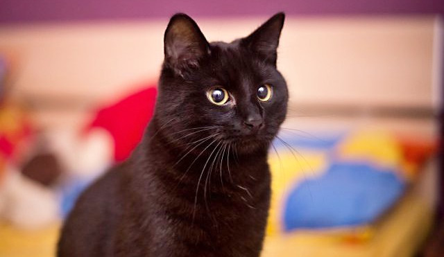 Kocourek Vertigo je k adopci.