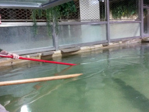 Vejce snesla samice Ganga do bazénu s hloubkou vody jeden metr.