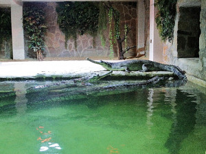 Chovná skupina gaviálů indických v protivínské zoo.