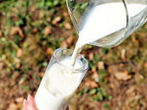 Madeta neprodloužila smlouvy s 29 drobnými dodavateli mléka. Je ho nadbytek