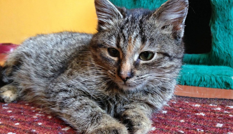 KOČIČÍ OKÉNKO: Kočičí rošťáci i pohodáři z depozit hledají nové rodiny