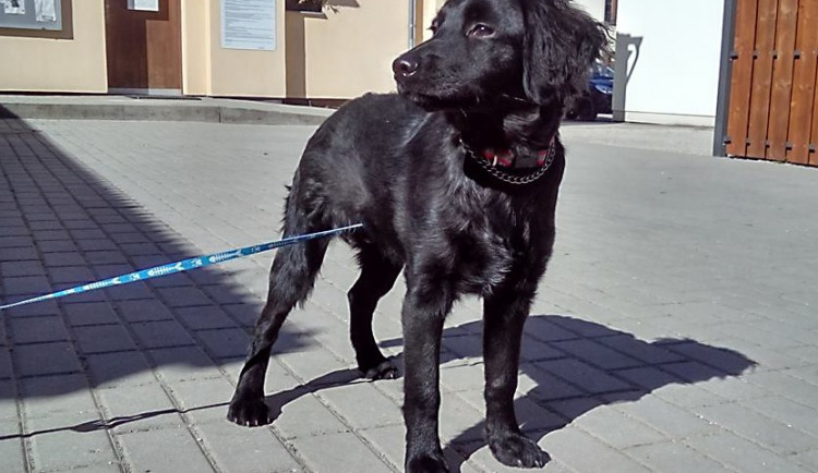 Jeden z hafanů, kteří čekají na páníčky v Psím útulku v Českých Budějovicích.