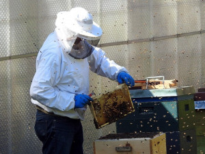 Jihočeští včelaři slaví 150 let. Bojují s varroázou, ale nejvíc je trápí krádeže včel