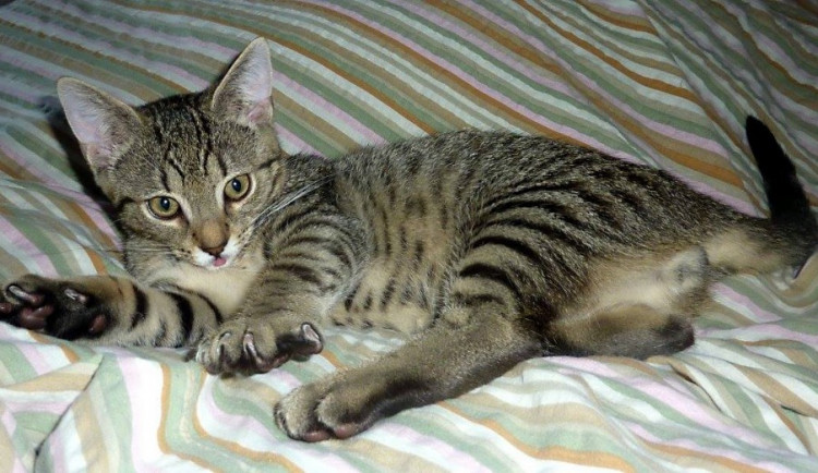 V českobudějovickém útulku na Zavadilce čeká na nové páníčky celá řada roztomilých koucourků a kočiček.