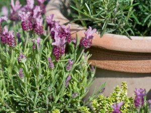 Zahradnické centrum Ferenčík v Českých Budějovicích.