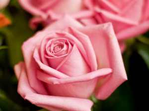 Zahradnické centrum Ferenčík v Českých Budějovicích.