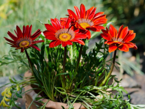 Zahradnické centrum Ferenčík v Českých Budějovicích.