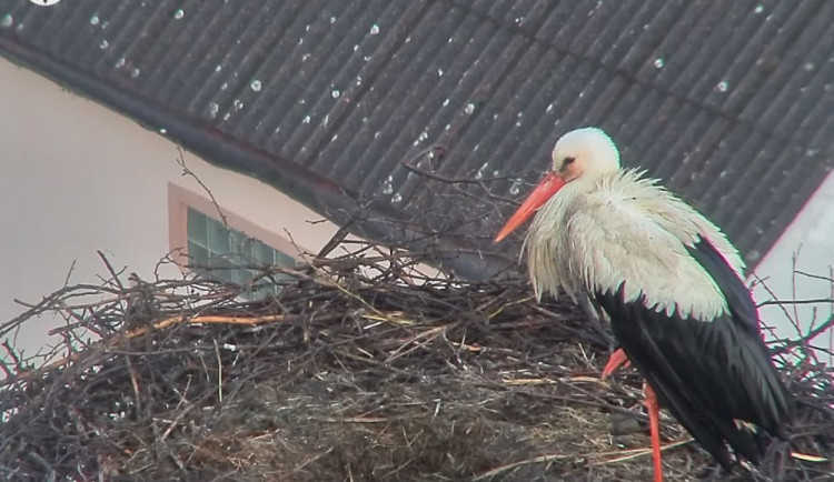 Záběr na hnízdo v sobotu ráno