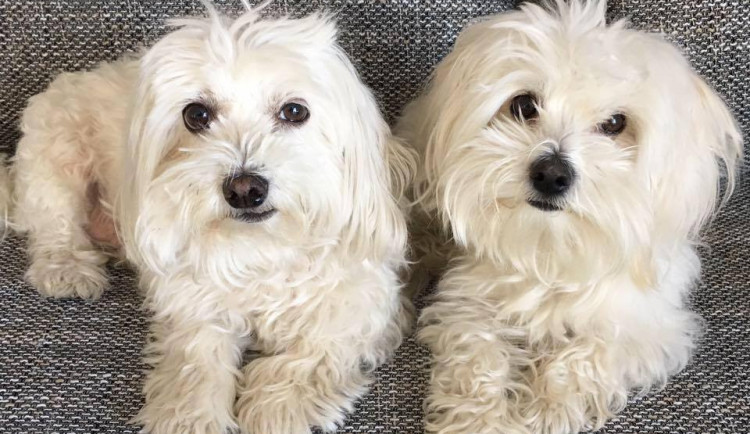 Dobročinný bazárek pomůže opuštěných kočkám a psům.