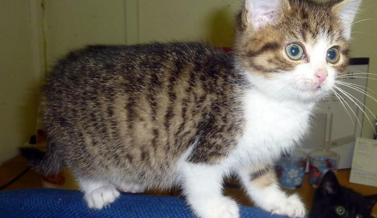 KOČIČÍ OKÉNKO: Trojice koček z českobudějovického útulku hledá nový domov