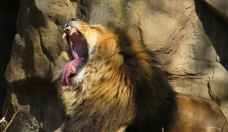 DRBNA VĚDÁTORKA: Proč někteří lvi obědvají člověčinu?