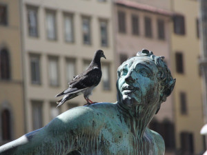 DRBNA VĚDÁTORKA:  (Ne)obyčejní holubi