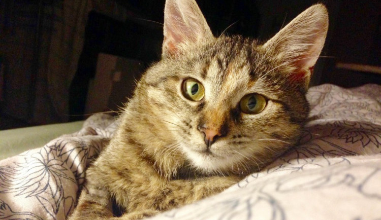 V depozitech čeká na páníčky celá řada kočiček a kocourků.