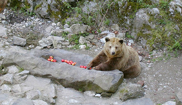 V Českém Krumlově utratili medvědici Kateřinu