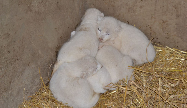 Mláďata bílých lvů