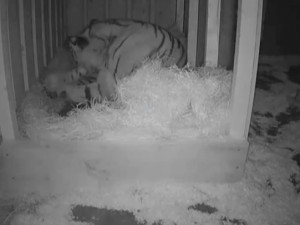 VIDEO: Tygřice Altaica porodila v Hluboké nad Vltavou kotě