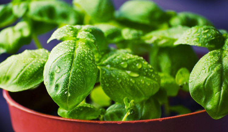 Bylinkové týdny v Zahradnickém centru Ferenčík začínají už o tomto víkendu 27. a 28. května.