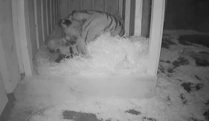 Samice tygra ussurijského Altaica.