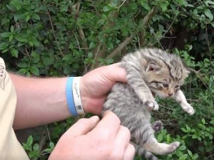 VIDEO: Hlubocká kočka divoká má čtyři dvoutýdenní koťata. Tři kluky a jednu holku