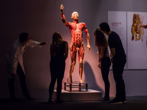 Výstava Body The Exhibition.
