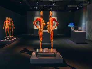 Výstava Body The Exhibition.