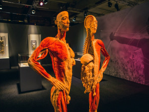 Výstava Body The Exhibition.
