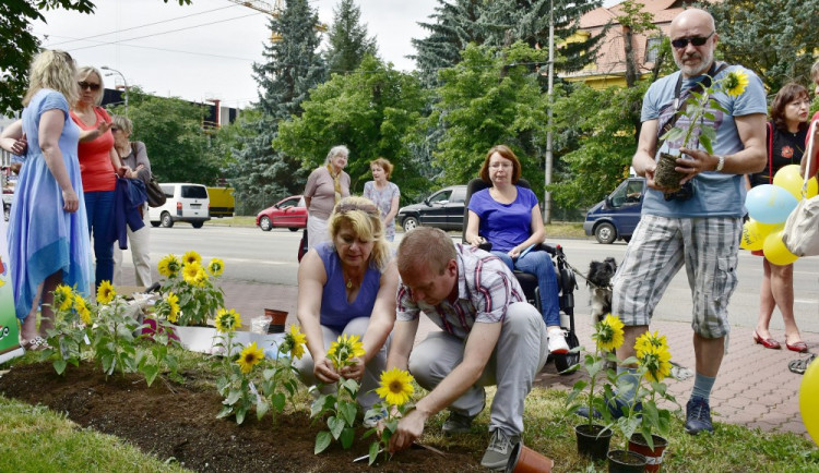 Lidé v Budějcích zasadili slunečnice a podpořili tak pacienty s roztroušenou sklerózou