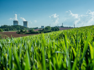 Jetel nachový u Temelína.