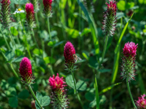 Jetel nachový u Temelína.