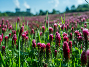 Jetel nachový u Temelína.