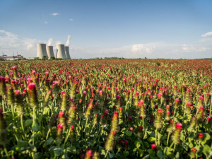 Jetel nachový u Temelína.