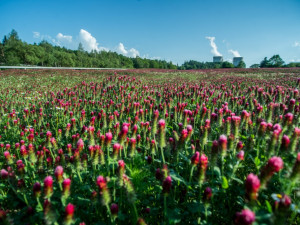 Jetel nachový u Temelína.