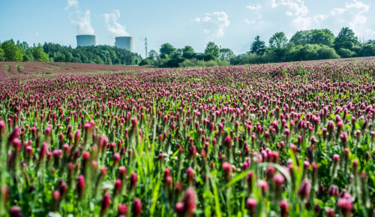 Jetel nachový u Temelína.