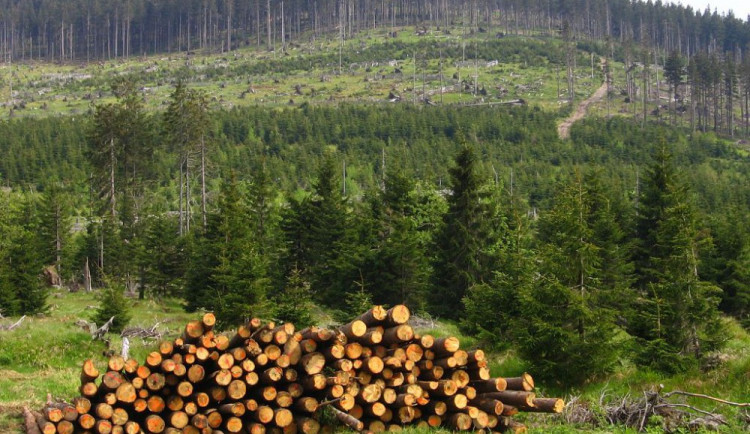 Sucho a škůdci nutí více těžit dřevo. V Jihočeském kraji přesto dochází k největší obnově lesa