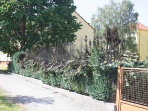 Žhář zapálil také vzrosté túje u domu v Pabláskově ulici v Českých Budějovicích.