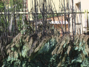 Žhář zapálil také vzrosté túje u domu v Pabláskově ulici v Českých Budějovicích.