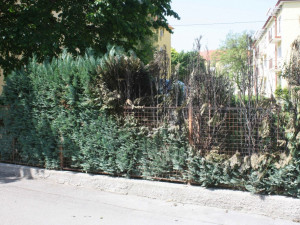 Žhář zapálil také vzrosté túje u domu v Pabláskově ulici v Českých Budějovicích.