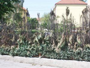 Žhář zapálil také vzrosté túje u domu v Pabláskově ulici v Českých Budějovicích.