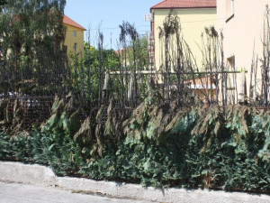 Žhář zapálil také vzrosté túje u domu v Pabláskově ulici v Českých Budějovicích.