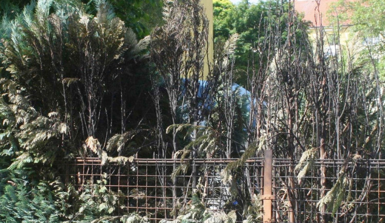 Žhář zapálil také vzrosté túje u domu v Pabláskově ulici v Českých Budějovicích.