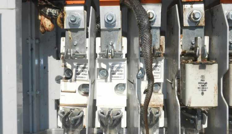 Had způsobil požár rozvodné skříně v Lipně nad Vltavou.