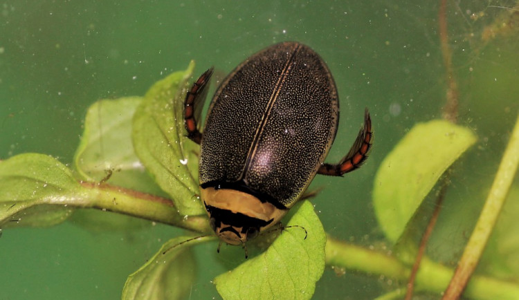 Potápník dvojčárý