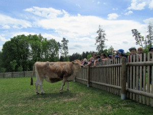 Bára přežila rakovinu. Operace dvanáctileté krávy trvala tři hodiny, rekonvalescence zabrala dva měsíce