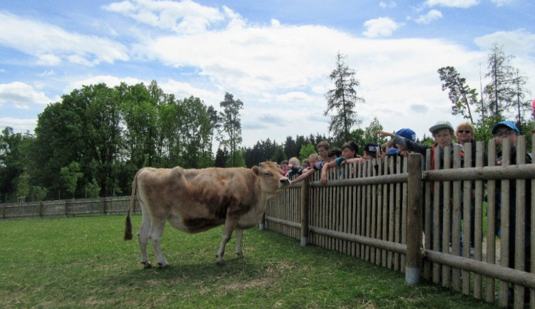 Kráva Bára a děti v ZOO Tábor