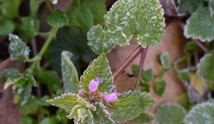 Na Šumavě v noci mrzlo, na Kvildě - Perle naměřili meteorologové minus 3,4 stupně Celsia