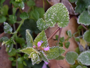 Na Šumavě v noci mrzlo, na Kvildě - Perle naměřili meteorologové minus 3,4 stupně Celsia