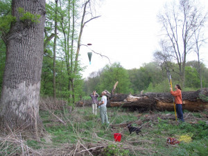 Mapovani jihomoravských luhů