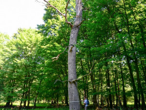 Měření mohutných listnáčů