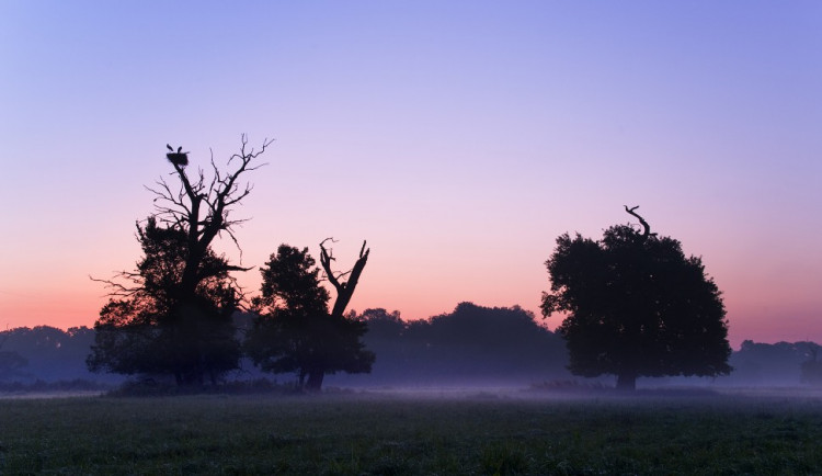 Solitérní stromy s čapím hnízdem